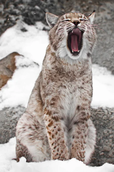 Een zittende lynx opent een brede mond. — Stockfoto