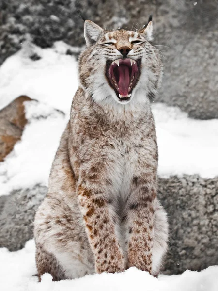 A seated lynx opens a wide mouth. — Stock Photo, Image