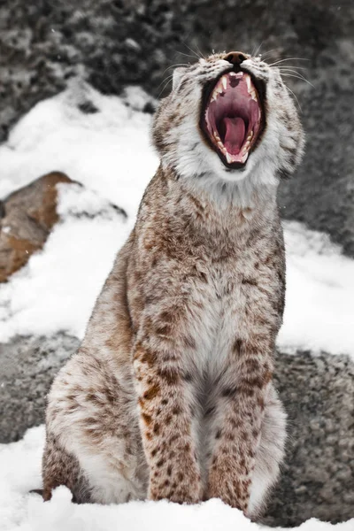 Een zittende lynx opent een brede mond. — Stockfoto