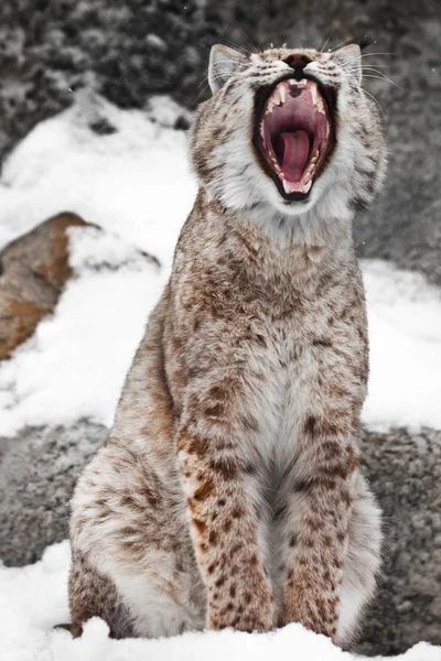 Una lince seduta apre una bocca larga . — Foto Stock