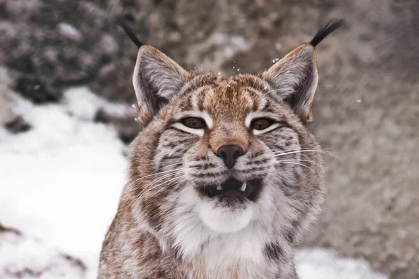 Lynx のヘッドのクローズ アップは、大きな猫あくび赤を公開 — ストック写真