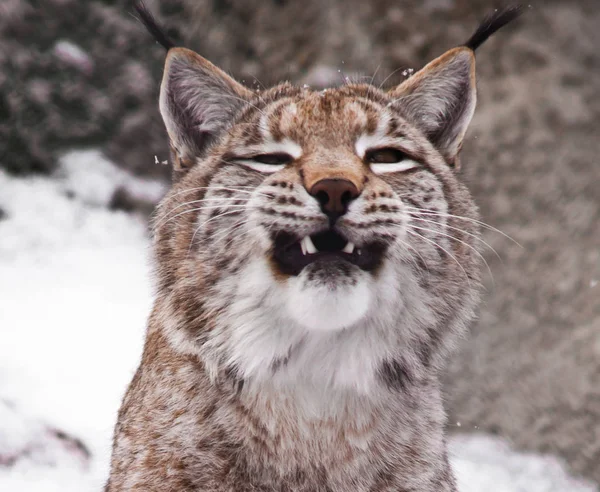 A close-up of the lynx\'s head, a big cat yawns exposing the red