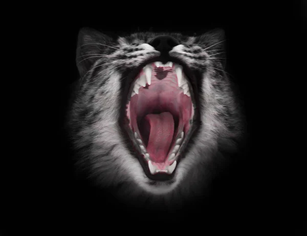 Хищный рыжий голодный и прожорливый широко раскрытый рот кота на bl — стоковое фото
