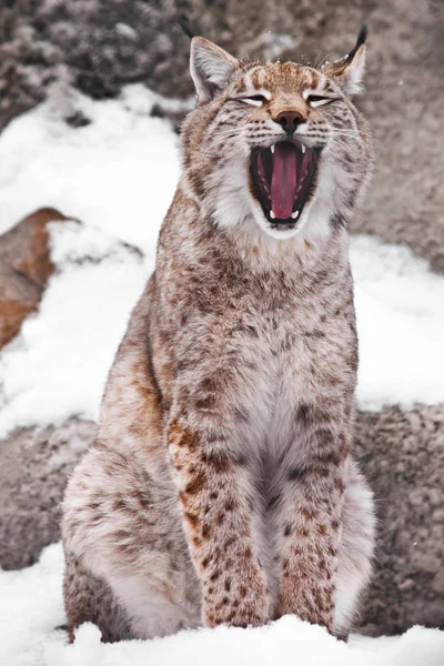 Una lince seduta apre una bocca larga . — Foto Stock