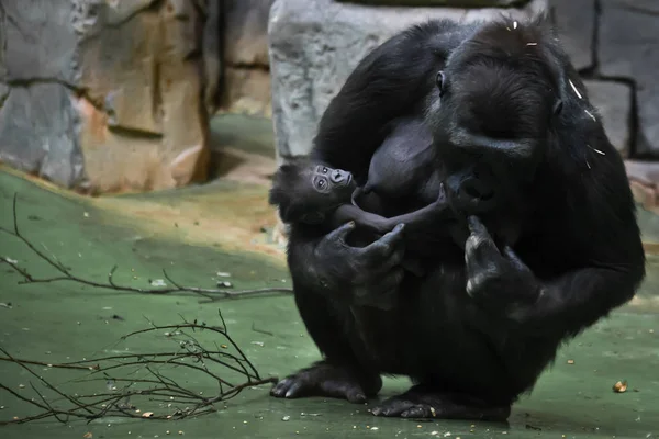 Female gorilla with a baby cub in her hands picks up food from t — Stock Photo, Image