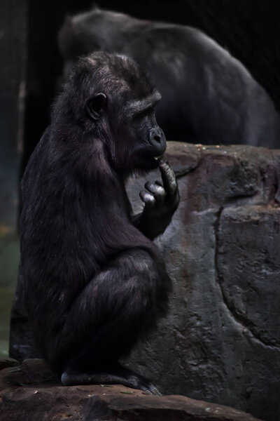 Однорукая горилла-инвалид на фоне камней с фай
