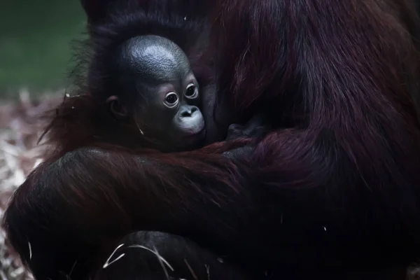 Ładny mały dziecko orangutan na duże dłonie — Zdjęcie stockowe