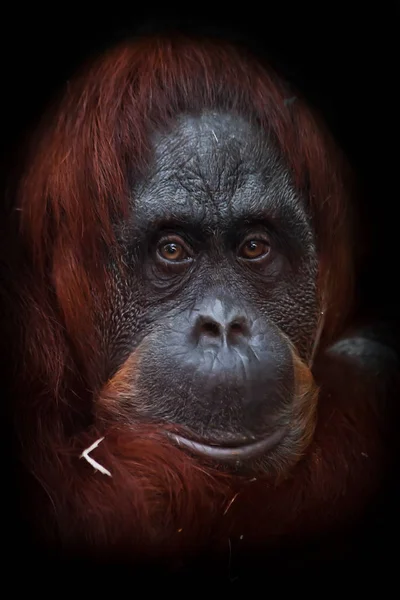 Il volto intelligente di un filosofo orango dai capelli rossi — Foto Stock