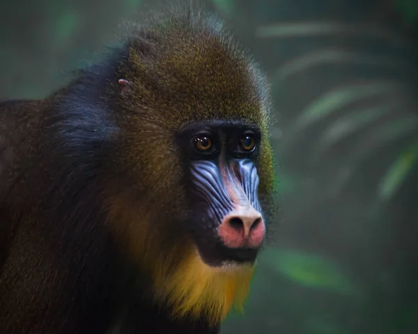 A bright yellow and blue muzzle of a monkey madril with lush fur