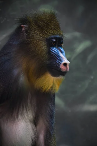 A bright yellow and blue muzzle of a monkey madril with lush fur — Stock Photo, Image