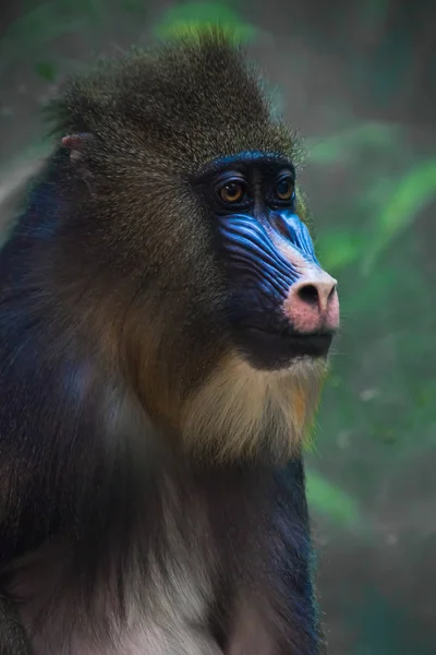 A bright yellow and blue muzzle of a monkey madril with lush fur