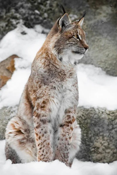 美しく、強い山猫 lynx 直立し、ストレートを座っています。 — ストック写真