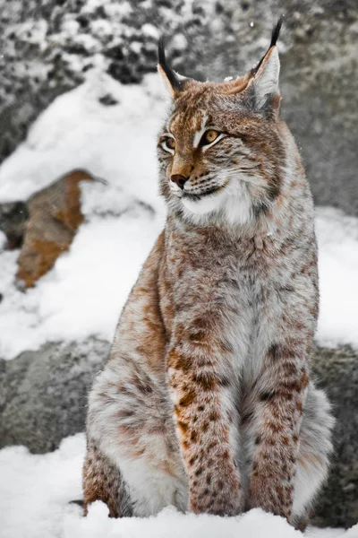 美しく、強い山猫 lynx 直立し、ストレートを座っています。 — ストック写真