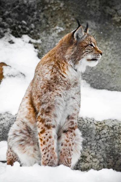 Ένα όμορφο και ισχυρό αγριόγατα lynx κάθεται σε όρθια θέση και κατευθείαν στο — Φωτογραφία Αρχείου