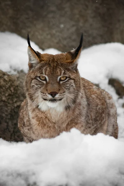 Ένα όμορφο και ισχυρό αγριόγατα lynx κάθεται ήσυχα (ξαπλωμένη) πλήρη παγίων — Φωτογραφία Αρχείου