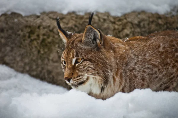 Lynx는 눈 더미에서 몰래, 고양이 기다릴에 거짓말. — 스톡 사진