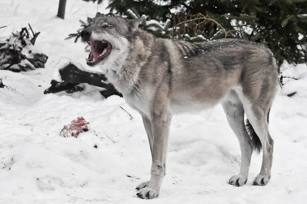 En grå varg på vit snö gäspar med en enorm mun intill en bit — Stockfoto