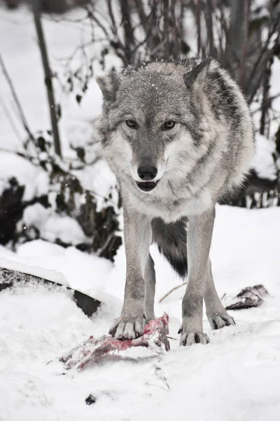 Loup gris sur neige blanche avec un morceau de viande. la bête est cauti — Photo