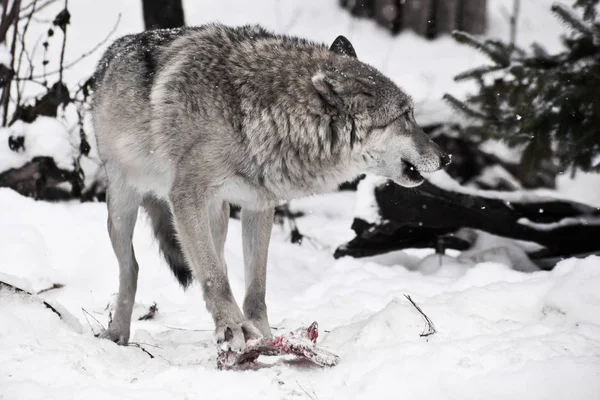 Gray wolf on white snow with a piece of meat. the beast is cauti