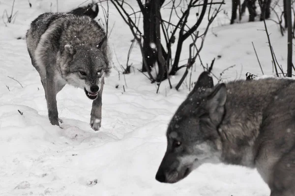 Angry wolf snarling runs to her stupid husband wolf, family scan