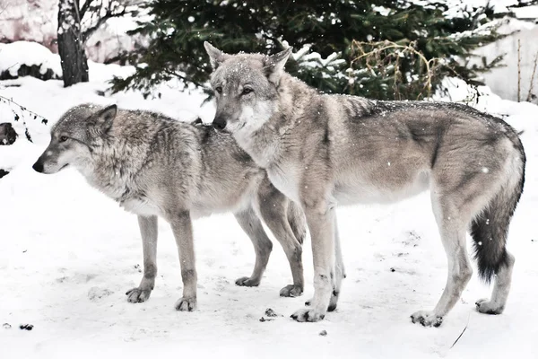 Feliz casal de lobos juntos, um lobo fêmea e um mal — Fotografia de Stock