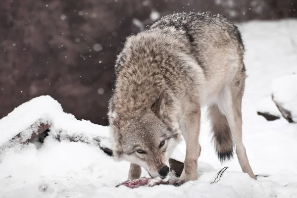 약탈 하 고 욕심 많은 늑대는 열심히 고기 돌리지는의 조각 gnaws — 스톡 사진