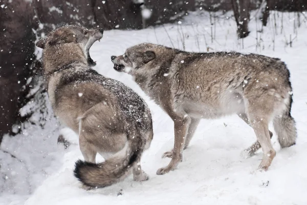 Angry fight of the wolves, grinning teeth, quick movements anger