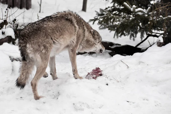 Angry and predatory wolf growls and bares its teeth over a piece