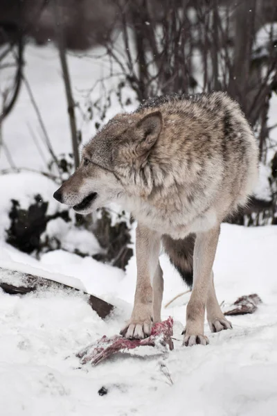 Een roofzuchtige wolf bewakers een stuk vlees door het plaatsen van een poot daarop een — Stockfoto