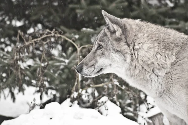 冬の白い雪の上の灰色オオカミ — ストック写真
