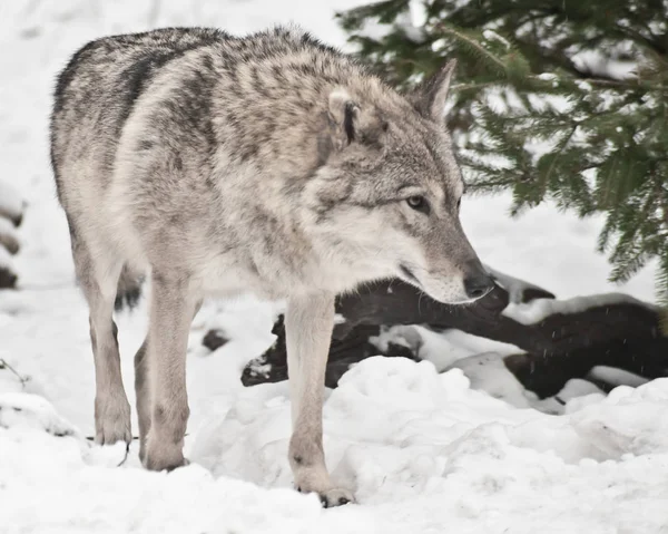Een vrouwelijke wolf sluipt omhoog, rechte gaat, gaat uit van onder de — Stockfoto