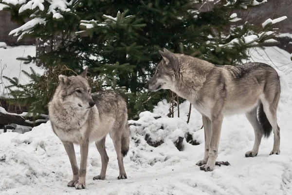 Erkek ve dişi kurt çifti gitmek ön.