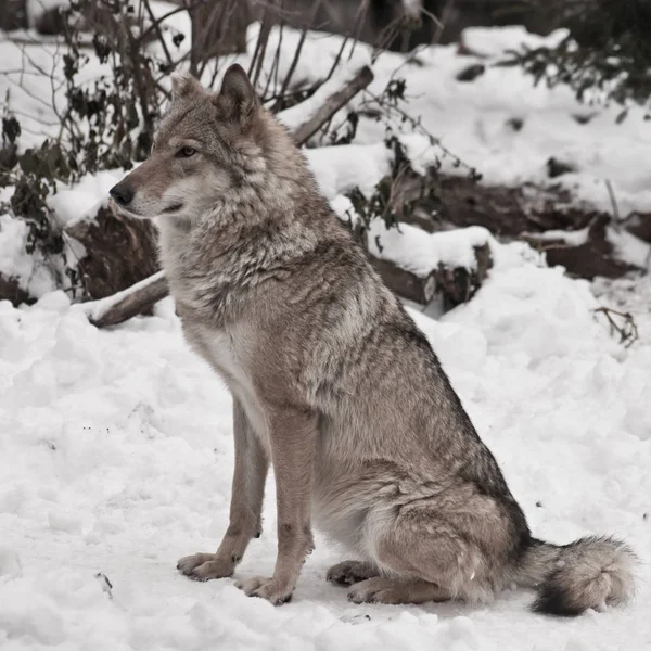 겨울 흰 눈에 회색 늑대 — 스톡 사진
