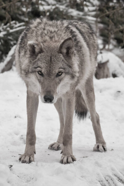 Gray wolf on winter white snow is a predatory animal. The wolf looks menacing, head down.