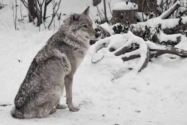 冬の白い雪の上の灰色オオカミ — ストック写真