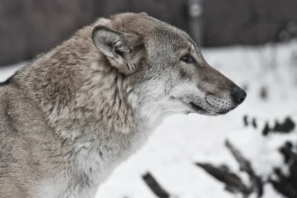 Сірий вовк на зимовому білому снігу — стокове фото