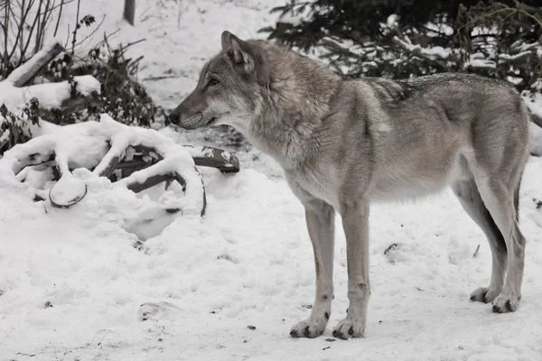 Kış beyaz kar üzerinde gri kurt