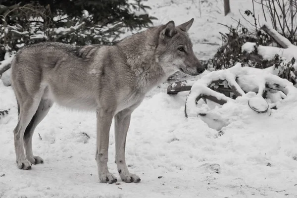 Kış beyaz kar üzerinde gri kurt