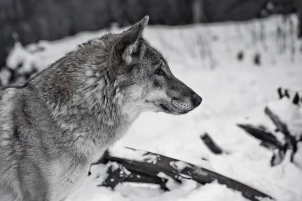 Gray wolf on winter white snow