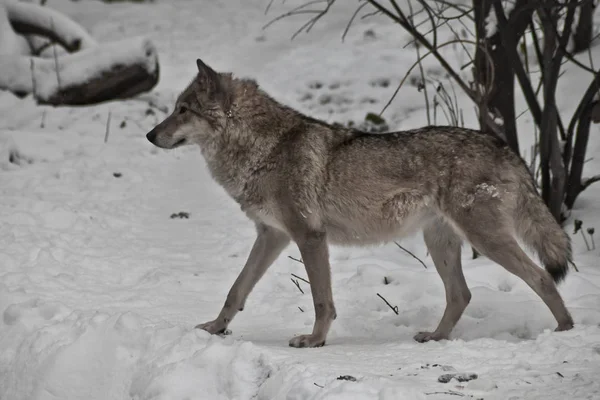 Grijze wolf op witte wintersneeuw — Stockfoto