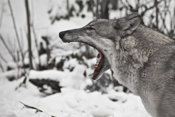 Στο χιόνι το χειμώνα λευκό-γκρί-λύκος — Φωτογραφία Αρχείου