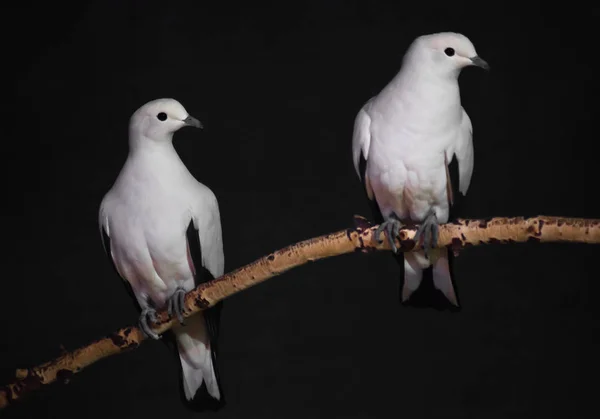 Kontrastu biało różowy ptak na gałęzi z ciemnym tle — Zdjęcie stockowe