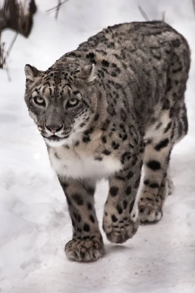 Un leopardo de la nieve en la nieve, una bestia sobre un fondo blanco — Foto de Stock