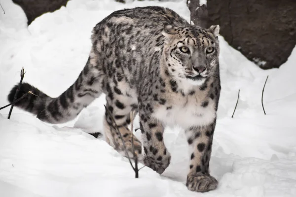Un leopardo de la nieve en la nieve, una bestia sobre un fondo blanco — Foto de Stock