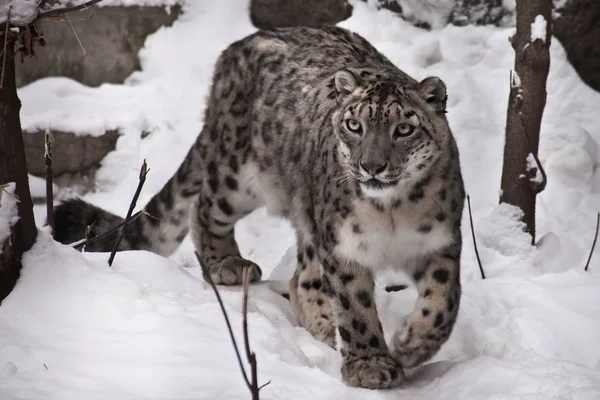 雪上的雪豹, 白色背景上的野兽 — 图库照片