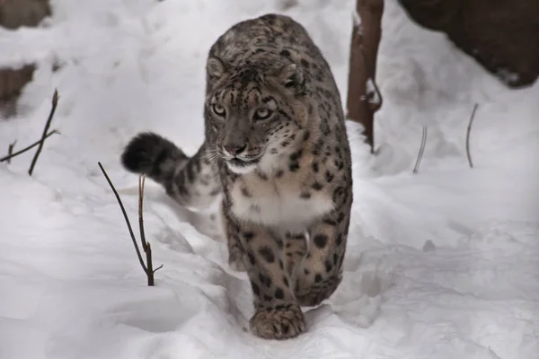 Um leopardo de neve na neve, uma besta em um fundo branco — Fotografia de Stock