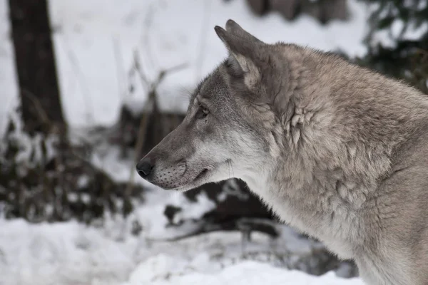 Head of a wolf in profile, close-up on a background of white sno