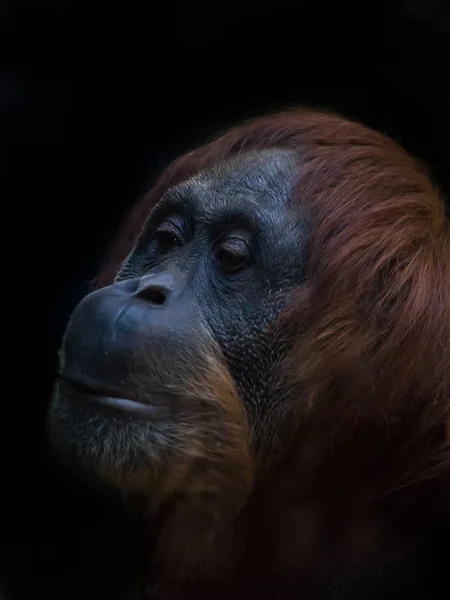 Close-up sad face of an orangutan surrounded by red hair against — Stock Photo, Image