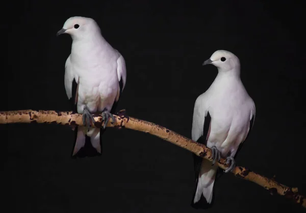 Kontrastu biało różowy ptak na gałęzi z ciemnym tle — Zdjęcie stockowe