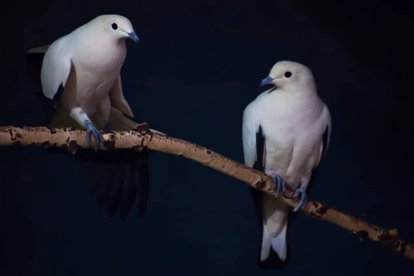 Kontrastu biało niebieski ptak na gałęzi z ciemnym tle — Zdjęcie stockowe